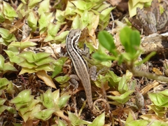 Leiocephalus lunatus