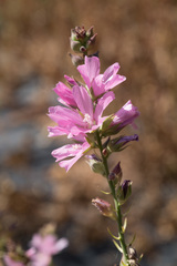 Sidalcea cusickii