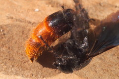 Triscolia ardens