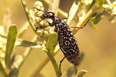 Epicauta pardalis