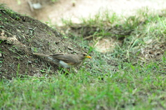Turdus pelios