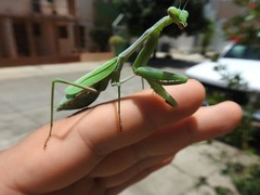 Stagmomantis limbata