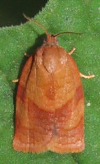 Cacoecimorpha pronubana