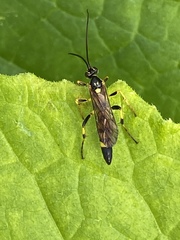 Ichneumon annulatorius
