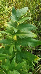 Pastinaca sativa