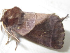 Gonoclostera timoniorum