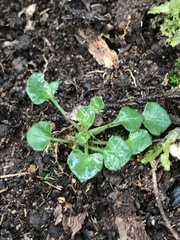 Viola cleistogamoides