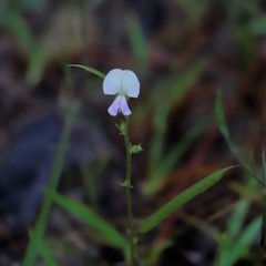 Tephrosia spicata