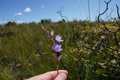Thelymitra purpurata