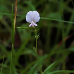 Tephrosia spicata