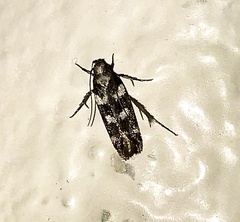 Filatima arizonella