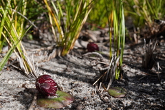 Corybas undulatus