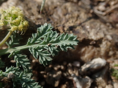 Cymopterus glaucus
