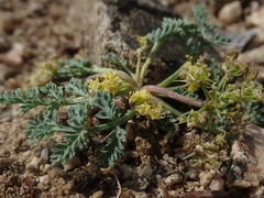 Cymopterus glaucus