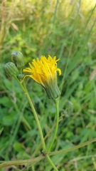 Sonchus arvensis