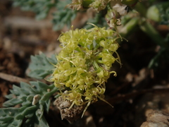 Cymopterus glaucus