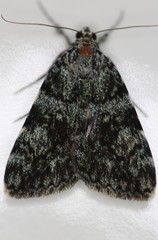 Catocala lineella