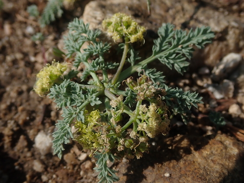 Image of Cymopterus glaucus by (c) Nolan Exe, some rights reserved (CC BY)
