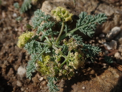 Cymopterus glaucus