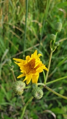Sonchus arvensis