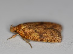 Agonopterix robiniella