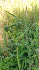 Sonchus arvensis