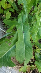 Sonchus arvensis