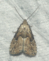 Hypenodes franclemonti