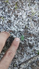 Pterostylis nigricans