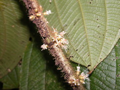Henriettea cuneata
