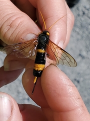 Urocerus flavicornis