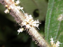 Henriettea cuneata