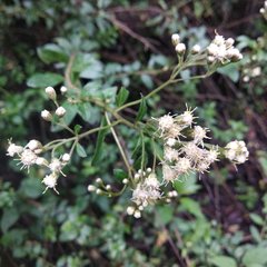Baccharis multiflora