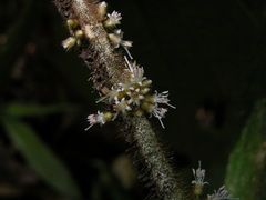 Henriettea cuneata