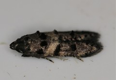 Walshia miscecolorella