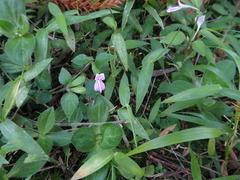 Hypoestes triflora