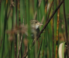Cistothorus stellaris