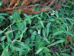 Hypoestes triflora