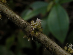Henriettea cuneata