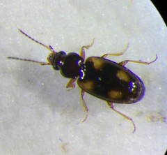 Elaphropus quadrisignatus