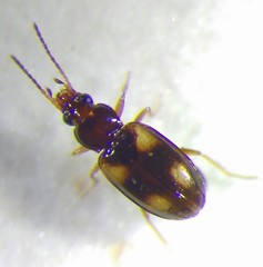 Elaphropus quadrisignatus