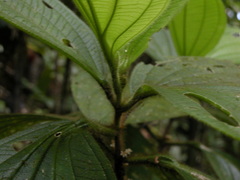 Henriettea cuneata