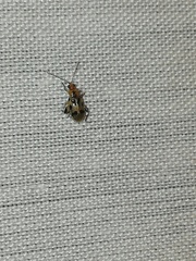 Systena nigroplagiata