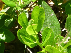 Leucothoe davisiae
