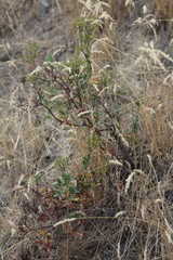 Eriogonum microtheca