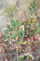 Eriogonum microtheca