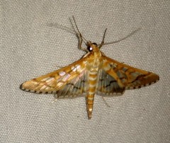 Epipagis fenestralis