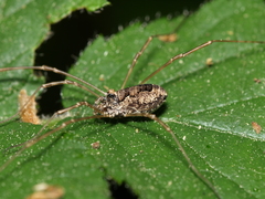 Platybunus pinetorum