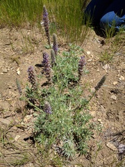 Lupinus lepidus confertus