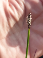 Eleocharis acuta